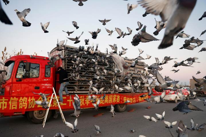В Китайской армии служат 10 тысяч голубей