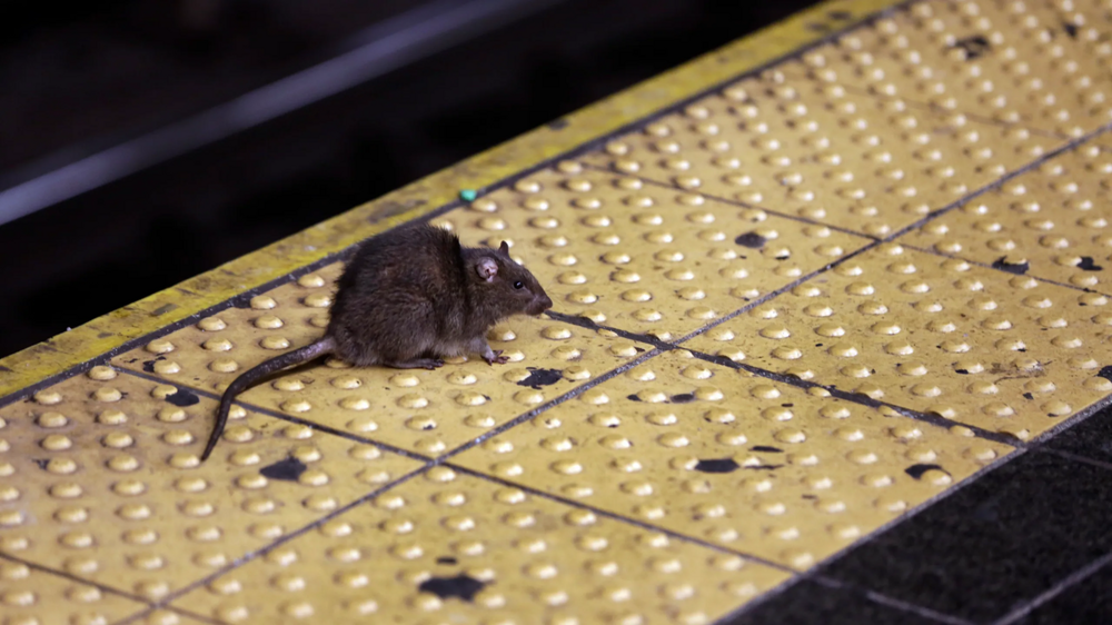 Крысиная статистика: в каких городах крыс больше, чем людей?