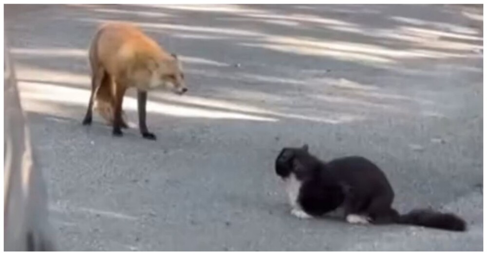 Встреча лисы и кота на дороге