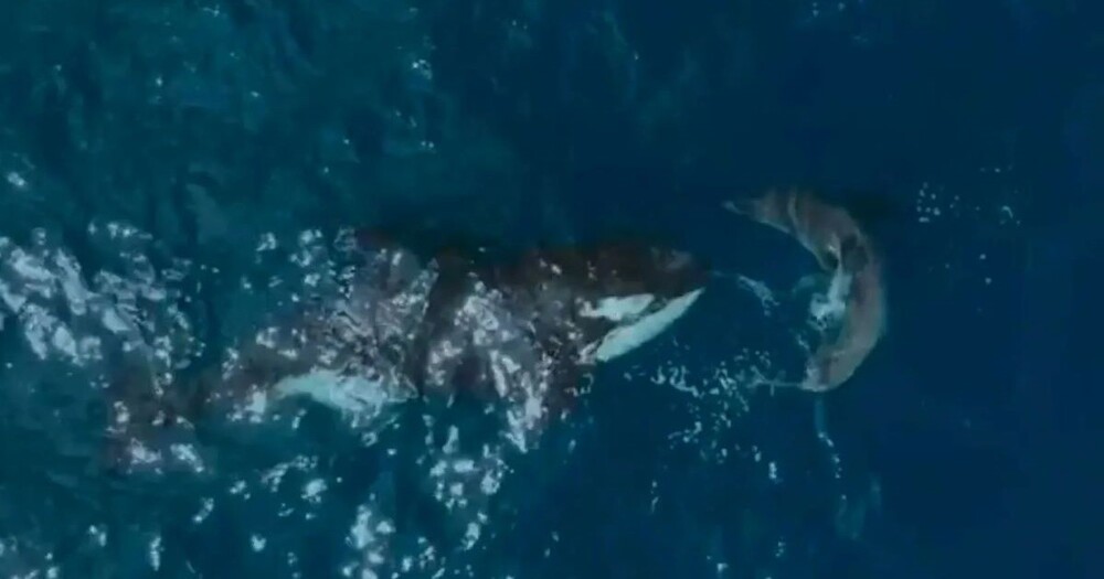Редкий момент: 60-летняя косатка убивает белую акулу