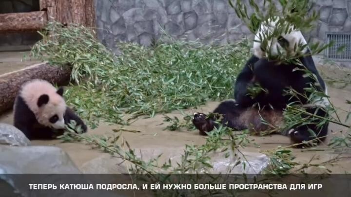 Панда Катюша впервые вышла в большой вольер Московского зоопарка⁠⁠ 