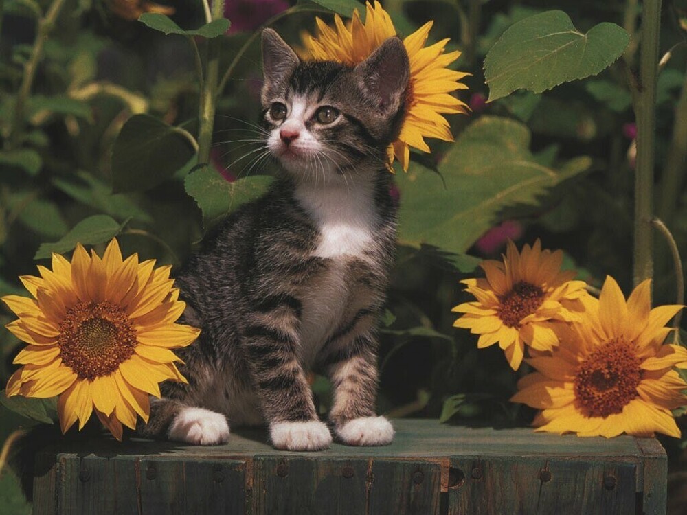 Тюльпаны нельзя! Ветеринар рассказала, какие цветы опасны для кошек