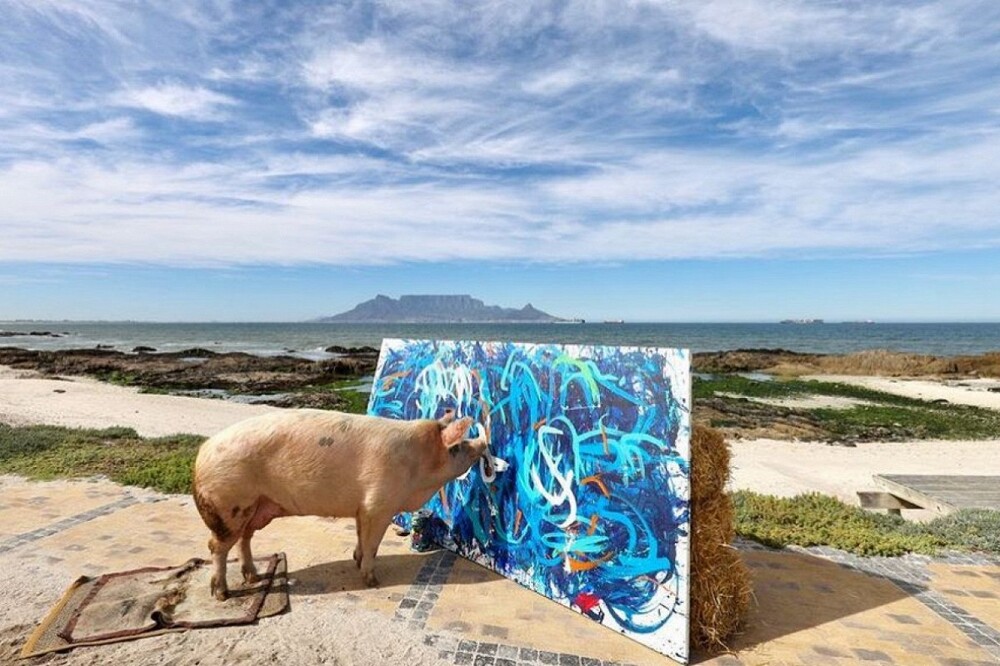 В ЮАР умерла свинья-художник, которая заработала на картинах более $1 млн