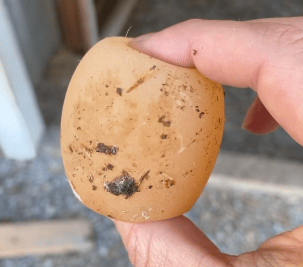 Как будет выглядеть куриное яйцо, если в организме курицы содержится недостаточно кальция