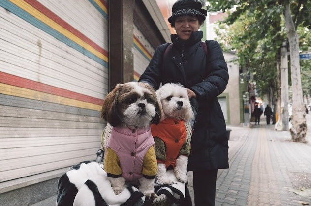 Дожили – в Южной Корее ты обязан дать денег на собачьи похороны