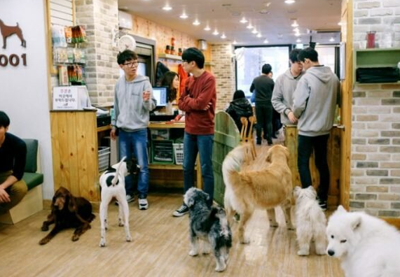 Дожили – в Южной Корее ты обязан дать денег на собачьи похороны