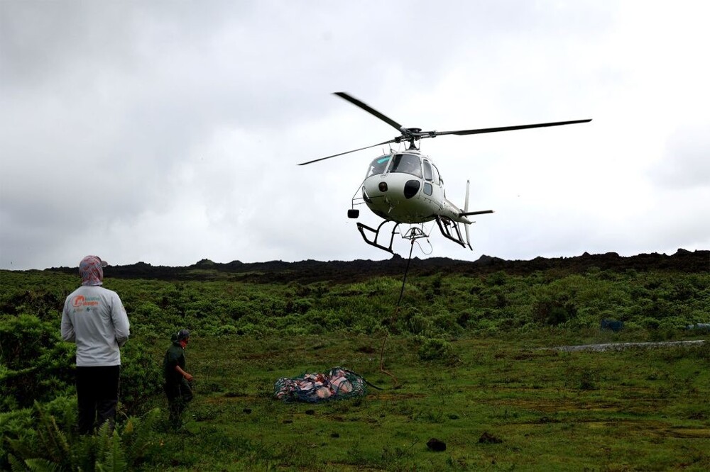Спасатели перевезли 136 галапагосских черепах на остров, чтобы спасти вид