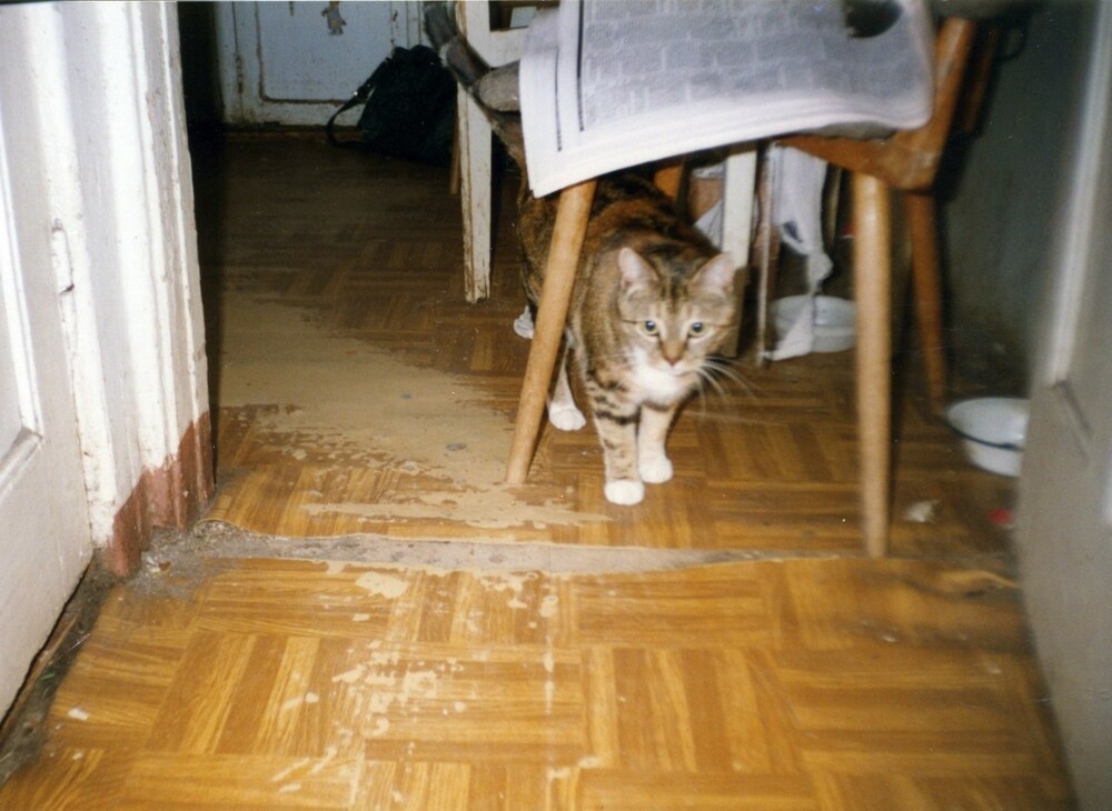 Кот на кухне)) 1996 год.