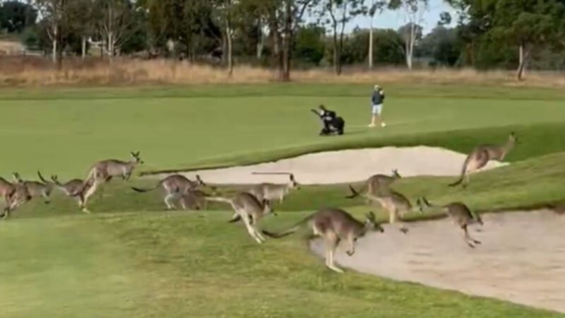 В Австралии сотни кенгуру захватили гольф-клуб