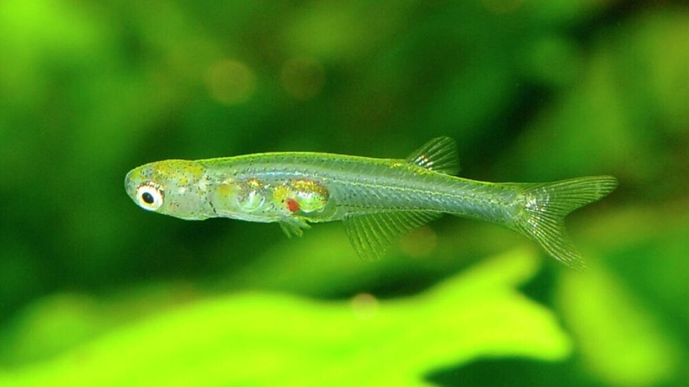 Крохотные рыбки Danionella cerebrum издают звуки, сравнимые с шумом взлетающего реактивного самолета
