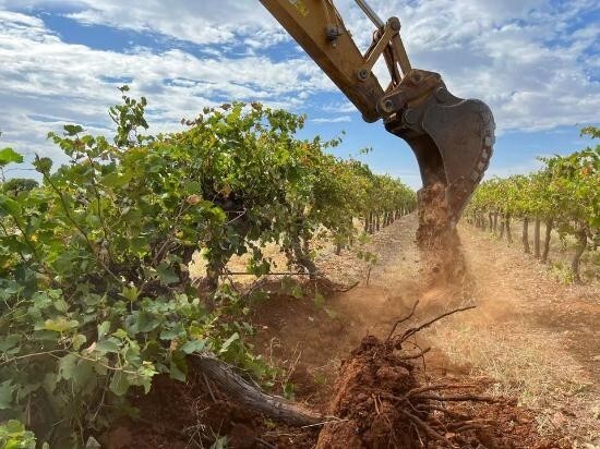 Австралийские фермеры вырубают миллионы виноградных лоз из-за переизбытка вина