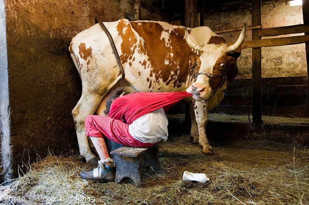 Что мы пьём? Подозрения по поводу машинной дойки коров. Мифы и правда