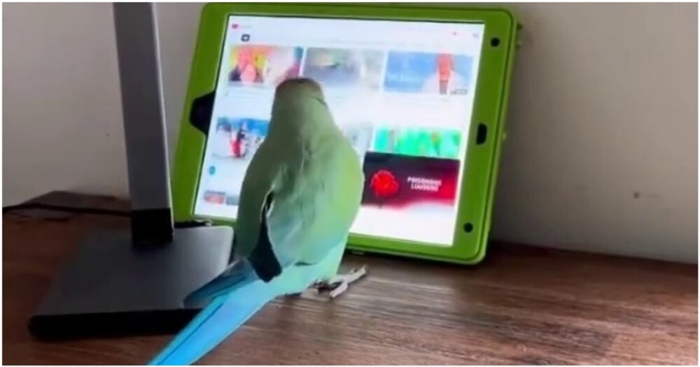 Попугая научили листать ленту YouTube и выбирать видео