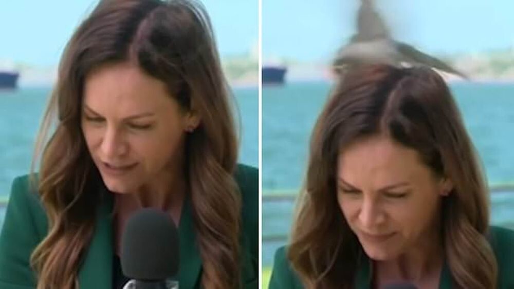 Журналистка подверглась нападению птицы во время съемки новостного сюжета