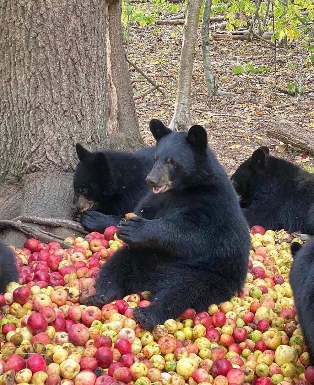 На общую тему  