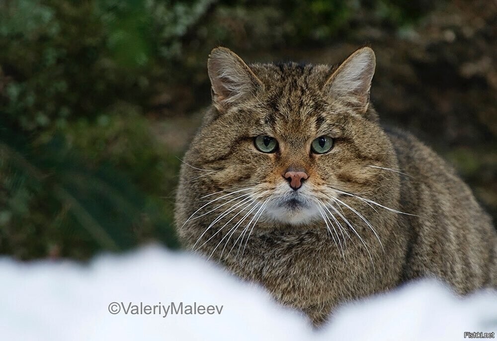 Портрет дикого кавказского лесного кота