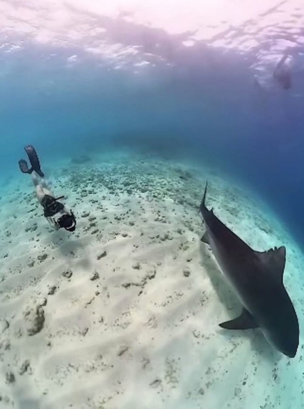 Самая сексуальная учёная в мире плавает с акулами и охотится на питонов