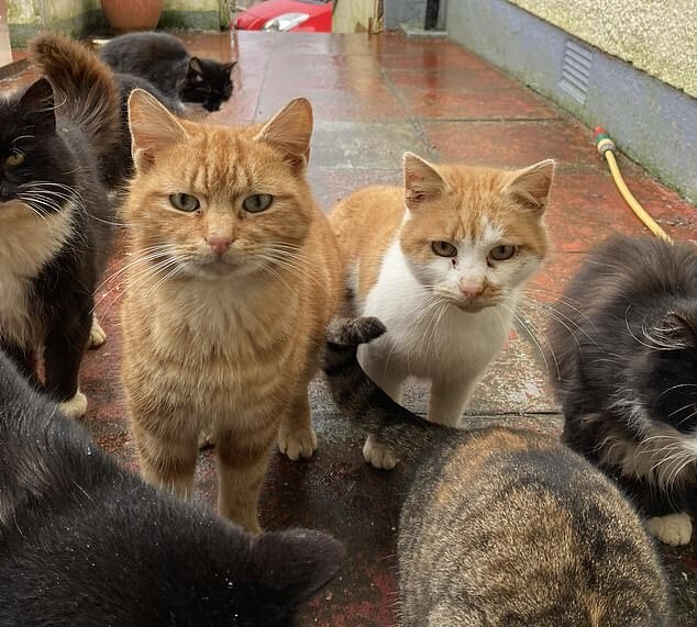 Орда одичавших кошек нарушила спокойствие шотландского острова Барра