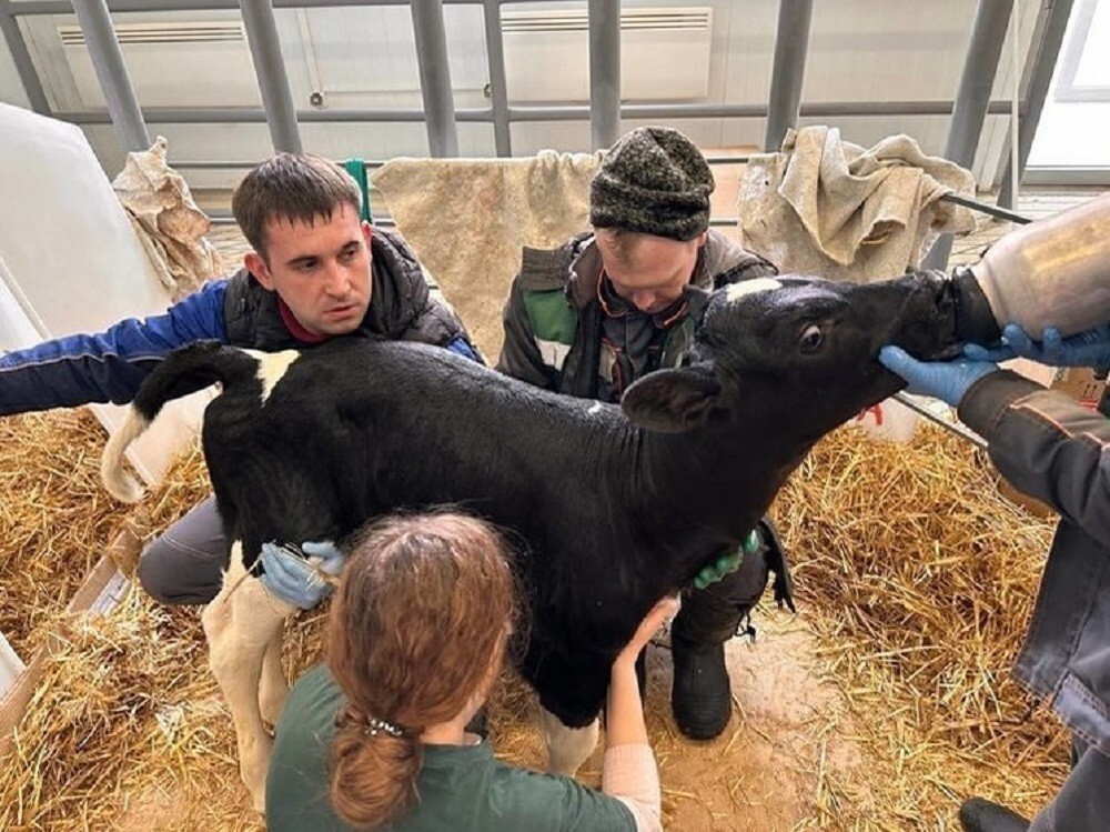 На Кубани впервые клонировали корову и получили неожиданный результат