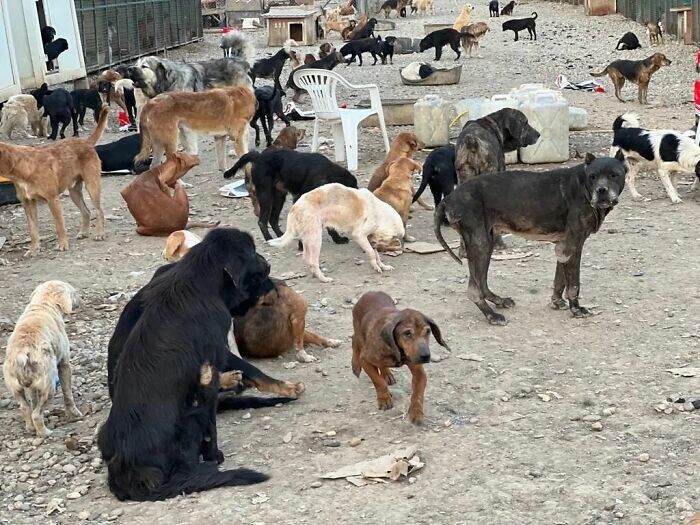 Мужчина из Сербии заботится о тысячах бездомных животных