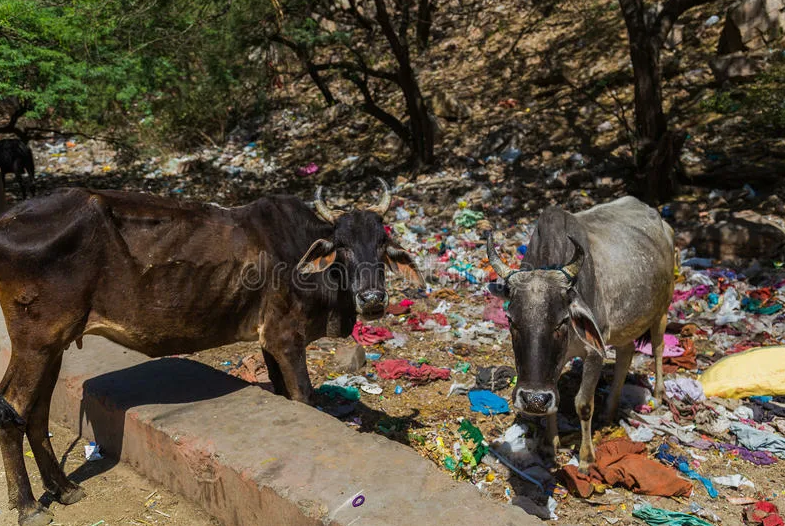 Индусы вегетарианцы, а их коровы – больше нет