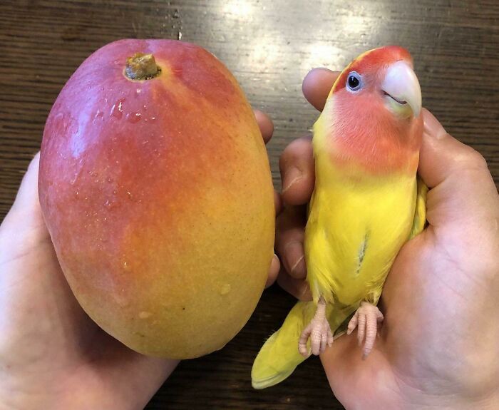 Попугай, позаимствовавший окрас у манго