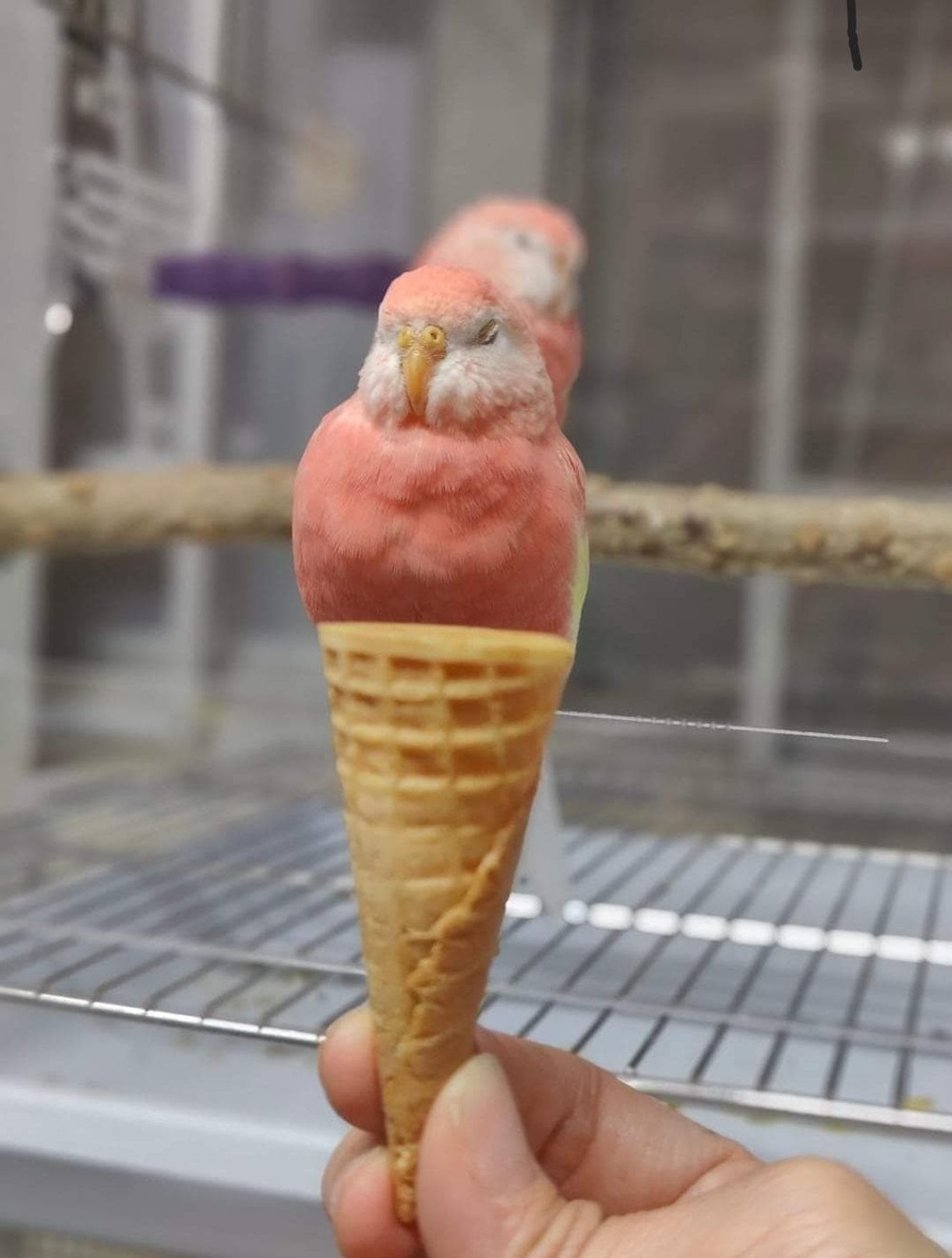 Лучшее мороженое!