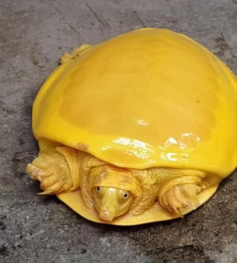 Черепаха, притворившаяся плавленым сыром или растёкшимся желтком