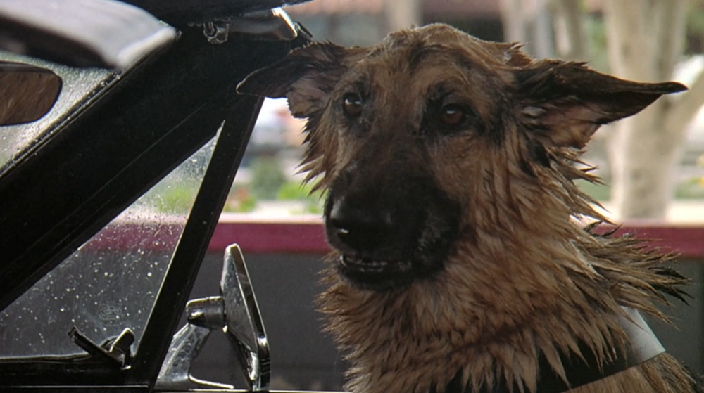 Как снимали фильм "К-9. Собачья работа": 12 интересных фактов о фильме, о которых многие не знают