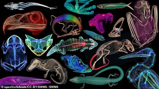 Учёные отсканировали более 13 000 экспонатов и создали 3D-музей позвоночных животных