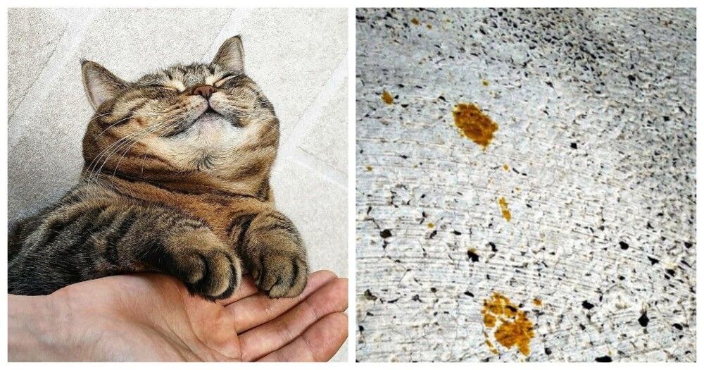 В Японии «токсичная» кошка поставила на уши весь город