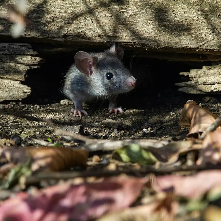 Крысы-наркоманы затерроризировали полицейских в США