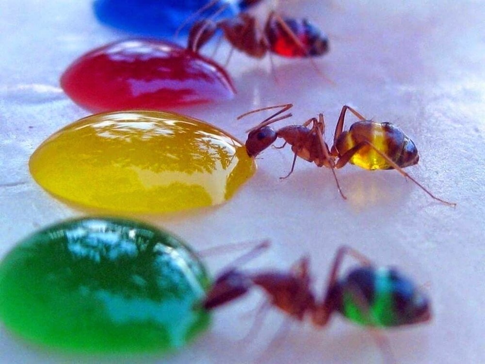 Прозрачные муравьи