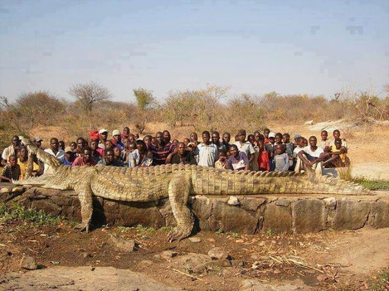 Вот столько народу может съесть такой крокодил
