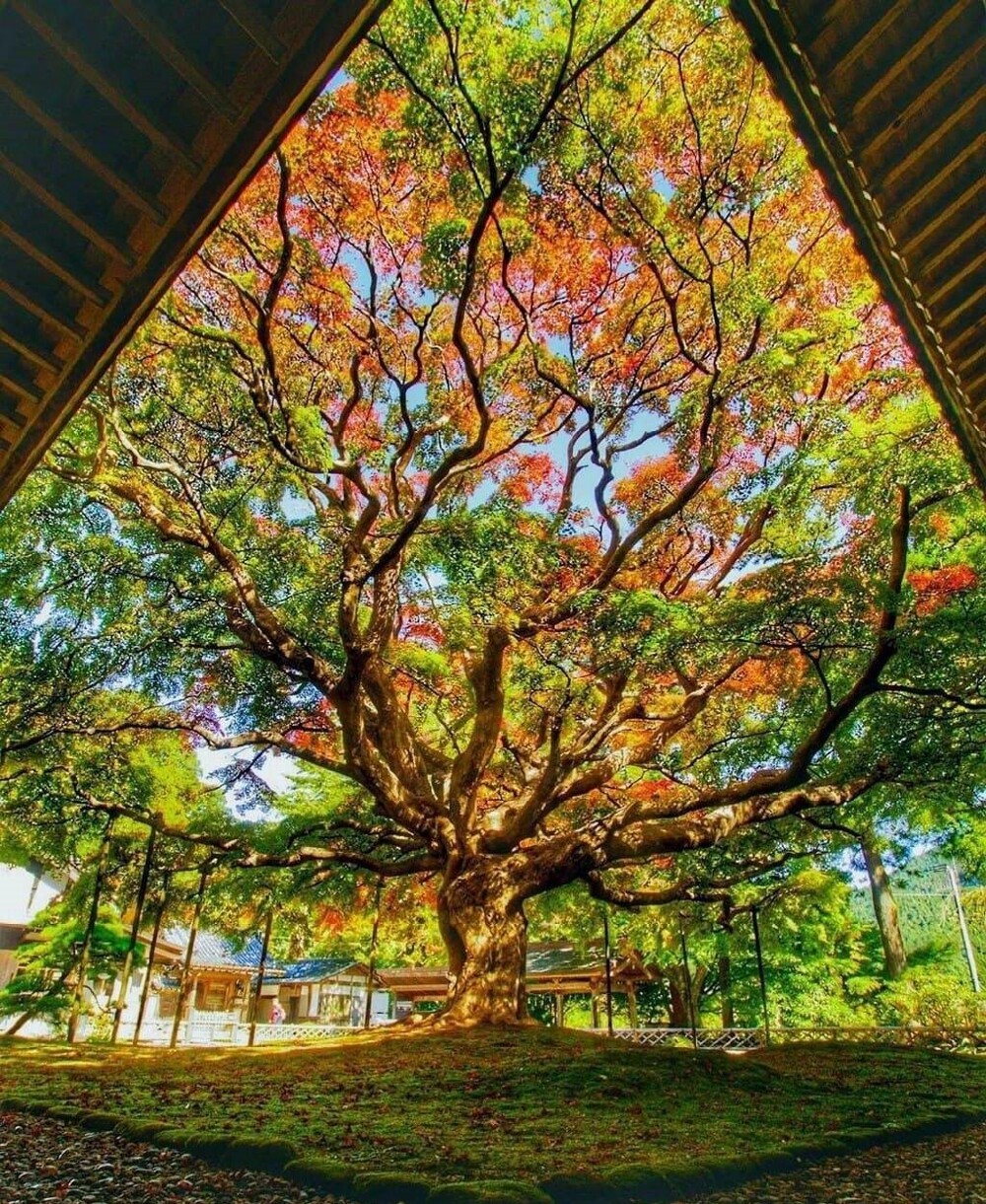 Красивое дерево в Японии