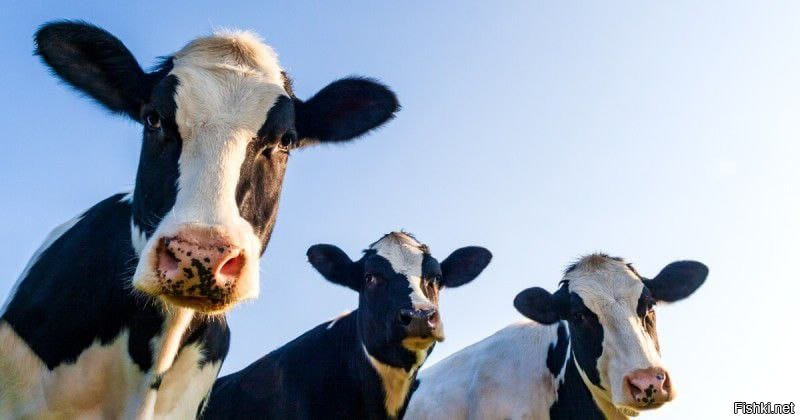 Ученые продолжают исследования над ГМО-коровами, которые производят молоко с ...