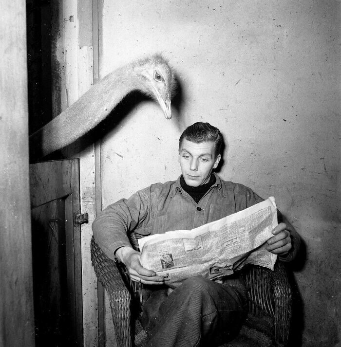 21. Страус читает газету своего смотрителя, 1951 год