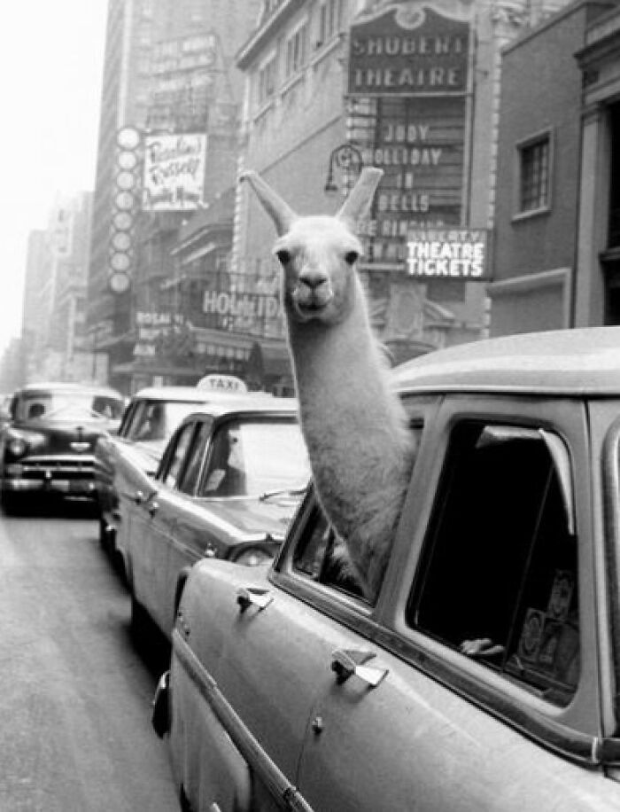 8. Лама в авто на улицах Нью-Йорка, 1957 год