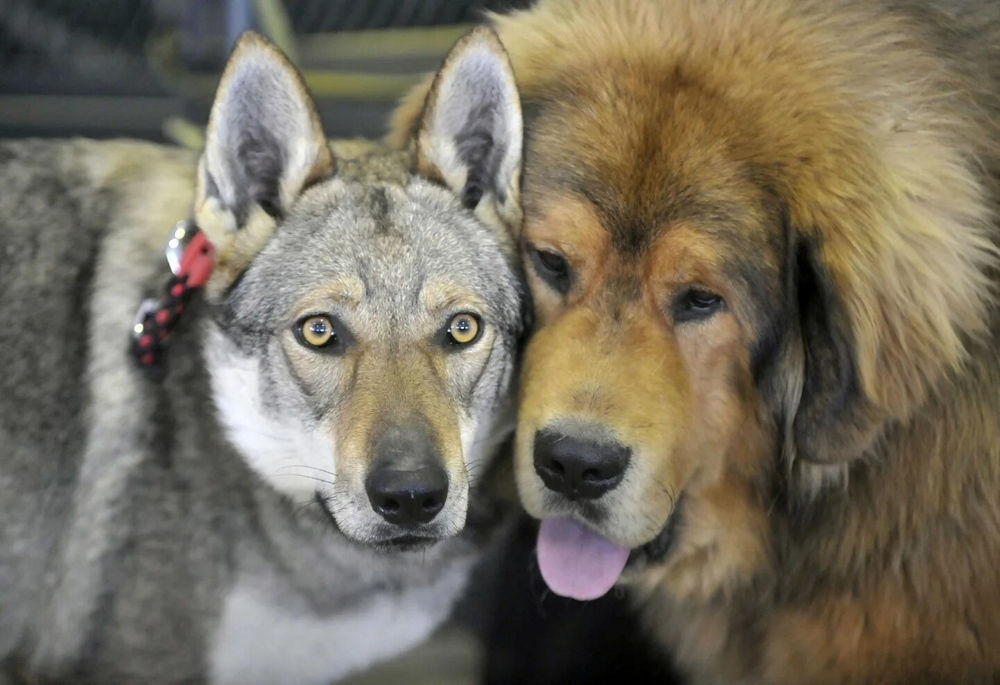 Породы волчьих и шакальих кровей: как по характеру собаки можно определить её предка?