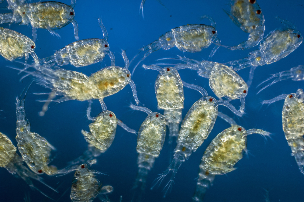 Парадокс планктона: О чём эта сложная загадка современной биологии?