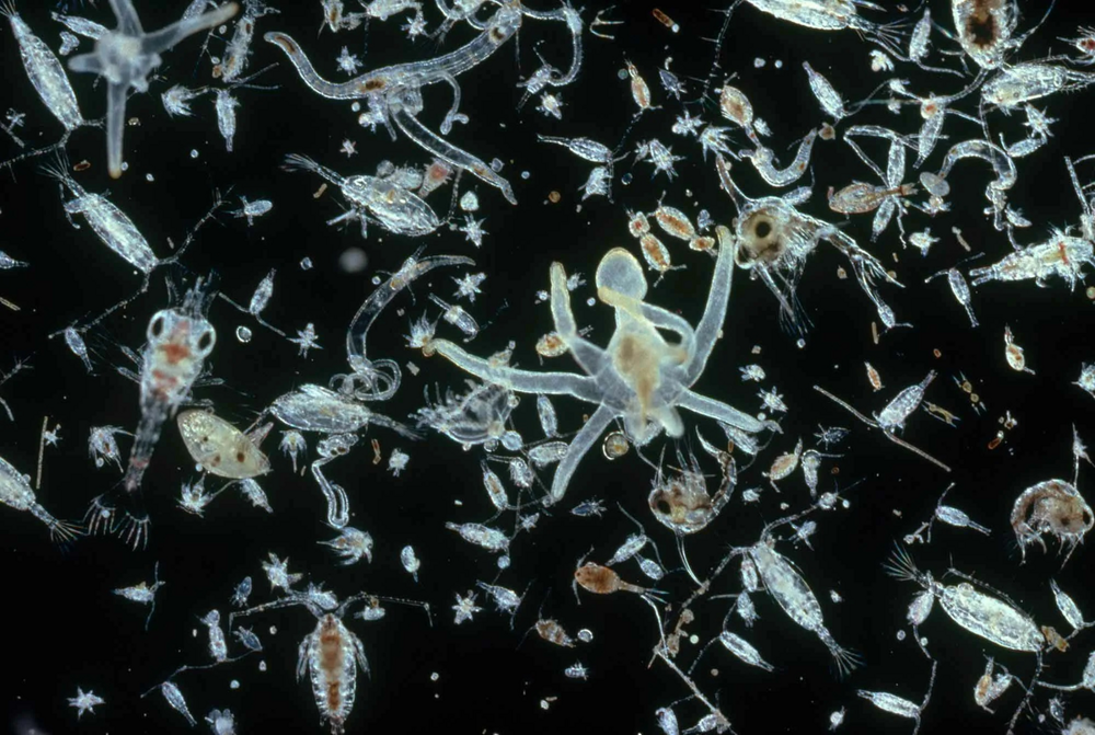 Парадокс планктона: О чём эта сложная загадка современной биологии?