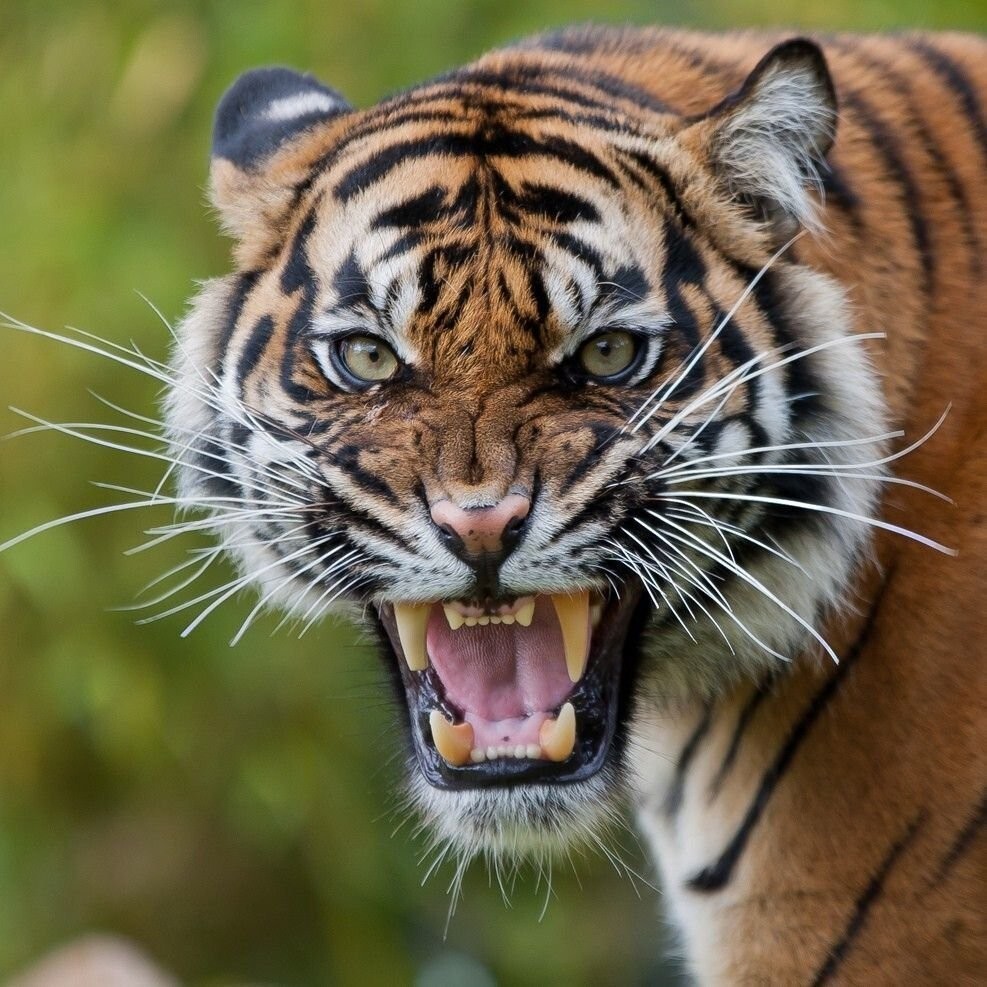 В Индии подростку удалось спастись от тигра, потянув его за язык