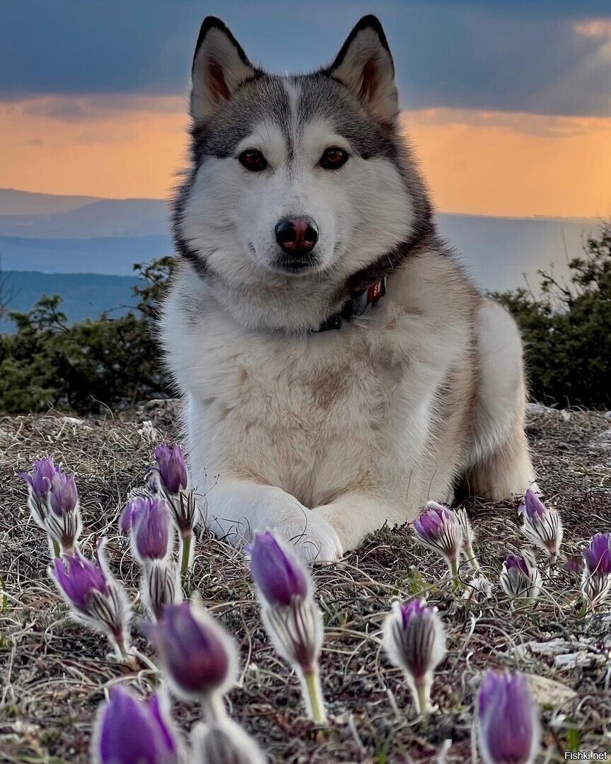 Солянка