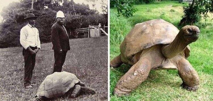 17. На двух этих снимках изображена одна и та же гигантская черепаха по имени Джонатан. Он родился в 1832 году и до сих пор жив