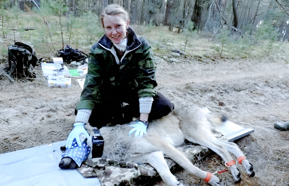 Ученые неожиданно установили, что чернобыльские волки мутировали и теперь не болеют раком