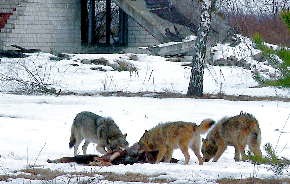 Ученые неожиданно установили, что чернобыльские волки мутировали и теперь не болеют раком