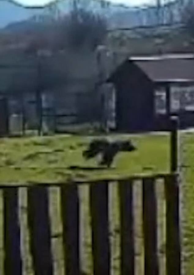 В Словакии охотятся на медведя, который бегал по городу и нападал на людей