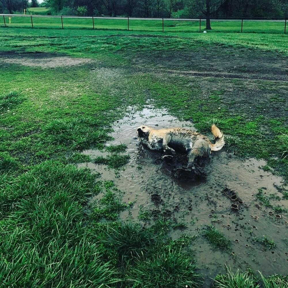 Дикий грязевой монстр развлекается после дождя