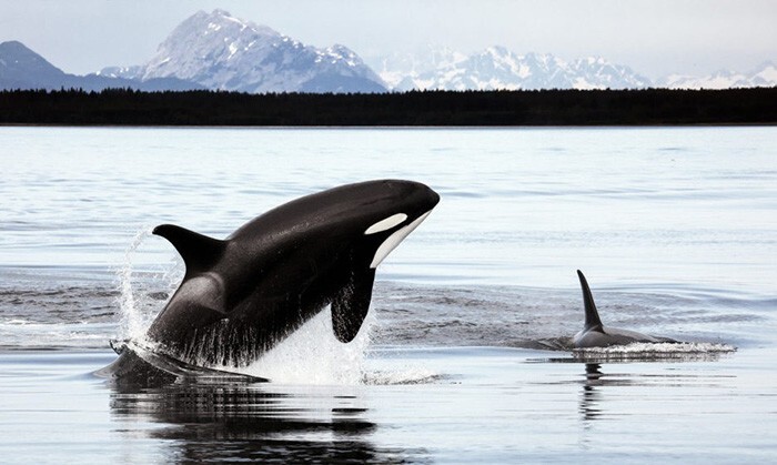 Грустная история косатки, которая помогала китобоям