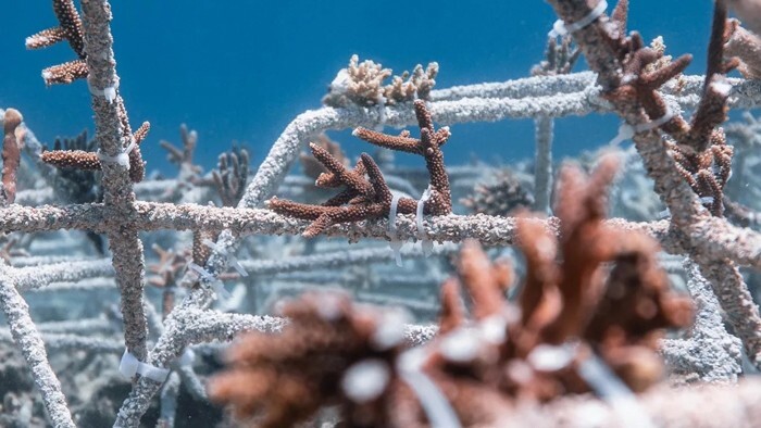 Учёные нашли способ спасти коралловые рифы